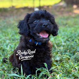 Spanky - Black male Cavapoo puppy in Nashville, Arkansas from Rocky Road Puppies