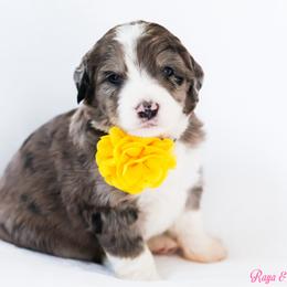 Cereal - Blue merle female Bernedoodle puppy in Diamond Bar, California from Furrytaildoodles