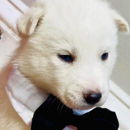 Rumi - White male Siberian Husky puppy in Atlanta, Georgia from Lobban Huskies