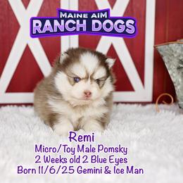 Remi - Red and white male Pomsky puppy in Humeston, Iowa from M.A.R. Dogs