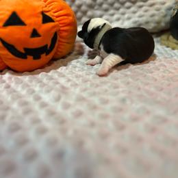 Spell - Black and white female Cardigan Welsh Corgi puppy in Clio, Michigan from Old Oak Cardigans