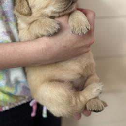 Golden Retriever Puppies from N.W. Mountain Retrievers