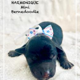 HARMONIQUE - Phantom female Bernedoodle puppy in Houston, Texas from Pia’s Doodle Poodle Wag