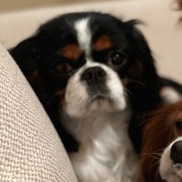 Lola - Cavalier King Charles Spaniel