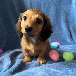 Cookie - Red female Dachshund puppy in Marseilles, Illinois from Zacha’s Doxie House