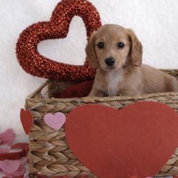 Sally - Red female Dachshund puppy in Texarkana, Texas from Millys Pups