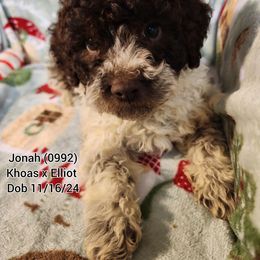 Lagotto Romagnolo puppies from Willow Creek Kennels