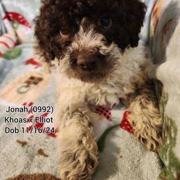 Lagotto Romagnolo puppies from Willow Creek Kennels