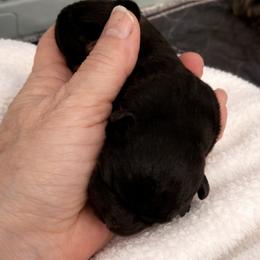 Tarah - Black female Shih Tzu puppy in Tallahassee, Florida from Bows and Bow Ties