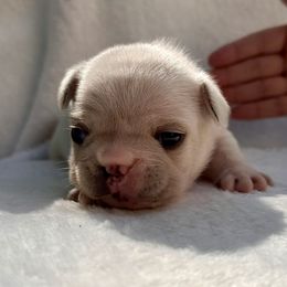 French Bulldog Puppies from Hope Mountain French Bulldogs