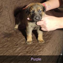 PURPLE - Black and tan female German Shepherd puppy in Willoughby, Ohio from WolfPackk