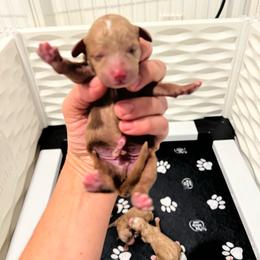 Green boy - Red male Cavapoo puppy in Utah County, Utah from Cascade Springs Doodles