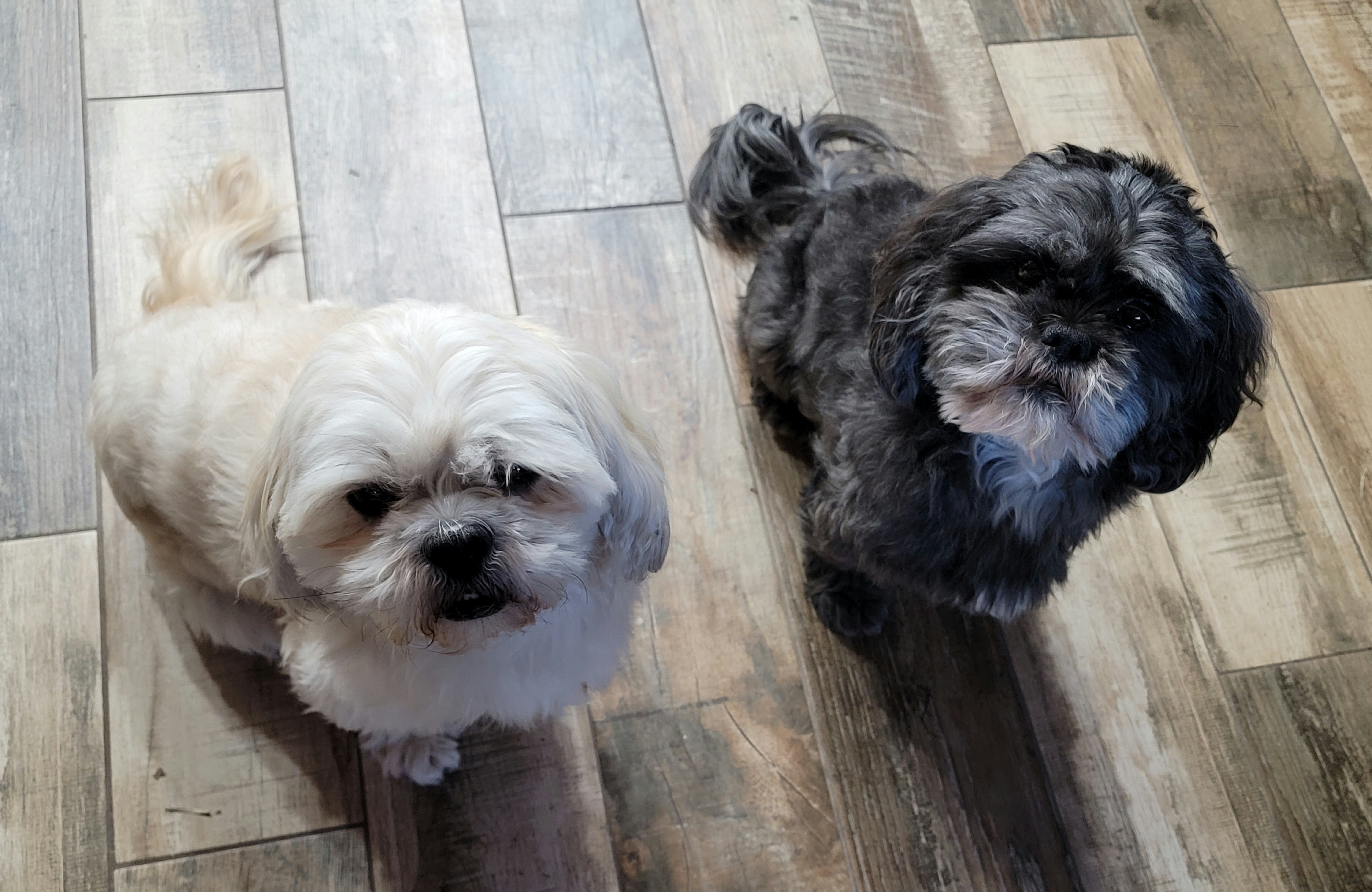 Chooka - Shih Tzu