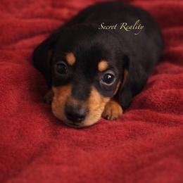 Peanut - Black and tan male Dachshund puppy in Ft Dodge, Iowa from Secret Reality
