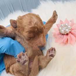 Pekingese and Poodle Puppies from Dogs lovers