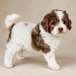 Kimo - Brown male Cavapoo puppy in Floyd, Virginia from Hearts and Paws Poodles and Doodles