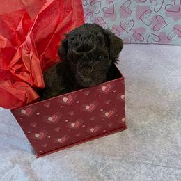 Cam - Brown and white female Aussiedoodle puppy in Loveland, Colorado from A&L Ranch Aussiedoodles