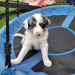 Cosmo - Slate merle male Border Collie puppy in Morgan, Texas from Shooting Star Ranch