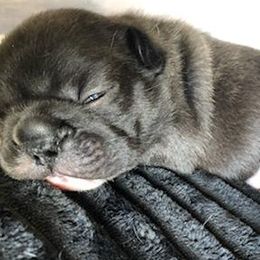 French Bulldogs from Antionette's Frenchies