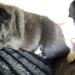 French Bulldogs from Antionette's Frenchies