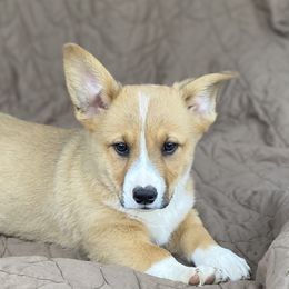 American Corgi and Pembroke Welsh Corgi Puppies from Foxy Knoll Farm