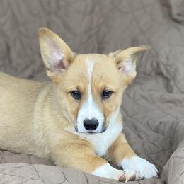 American Corgi and Pembroke Welsh Corgi Puppies from Foxy Knoll Farm