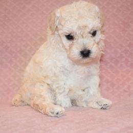 Poodle Puppies from Misioh Poodles