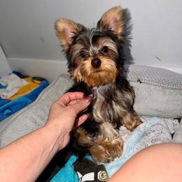 Kinchay - Blue and gold male Yorkshire Terrier puppy in Fort Myers, Florida from Katherine’s Yorkies and Poodles