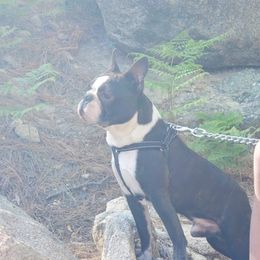 Waldo - Boston Terrier