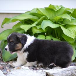 Pembroke Welsh Corgi Puppies from C&G Corgis