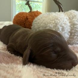 Dachshund Puppies from B+B Co Miniature Dachshunds