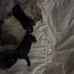 Boy 2 - Pepper and salt male Standard Schnauzer puppy in Wadsworth, Ohio from Braveheart Standard Schnauzers