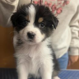 Dandeline - Black tri-color female Australian Shepherd puppy in Falmouth, Kentucky from Queen City Farm