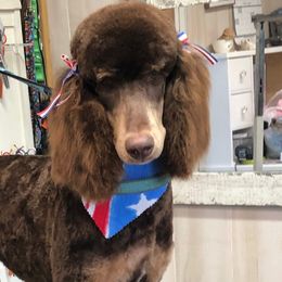 Labradoodles and Poodles from Hayle’s Doodles and Poodles