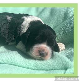 Franklin - Black and white male Cocker Spaniel puppy in Clinton, Oklahoma from Enchanted Spaniels