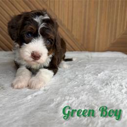 Green boy - Tri-color male Bernedoodle puppy in Modesto, California from Two Doods Doodles
