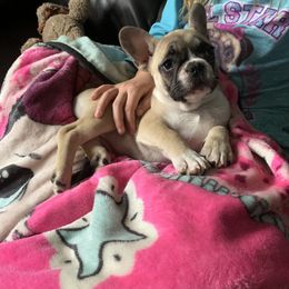 Boston Terrier, Companion Cross, and French Bulldog Puppies from High Plains French Bulldogs,Boston Terriers and Frenchtons.