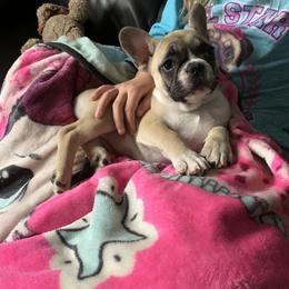 Boston Terrier, Companion Cross, and French Bulldog Puppies from High Plains French Bulldogs,Boston Terriers and Frenchtons.