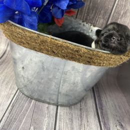 German Shepherd Puppies from Di casa Esperanza