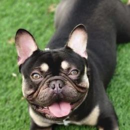 French Bulldogs from Three Vine Frenchies