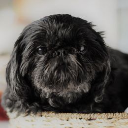 Shih Tzus from Paragon Petz