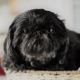 Shih Tzus from Paragon Petz