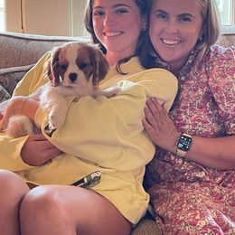 Cavalier King Charles Spaniel Puppies from Oak Haven Cavaliers