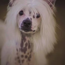 Chinese Cresteds from Sandra Francis' Chinese Crested