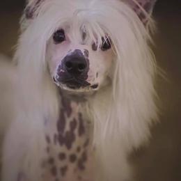 Chinese Cresteds from Sandra Francis' Chinese Crested