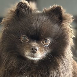 Pomeranians from Rockstar Rigby Pomeranians