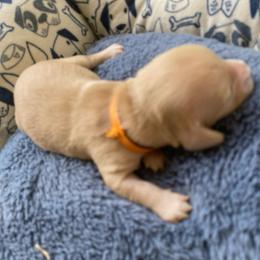 Kody - Cream male Dachshund puppy in Lake Mary, Florida from Lakeside Doxies