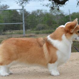 Elsa - Pembroke Welsh Corgi