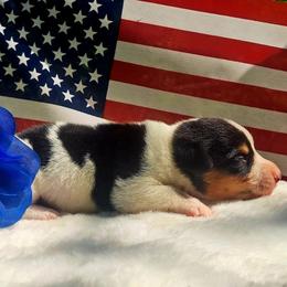 John Hancock - Black and white male American Corgi puppy in Gouverneur, New York from St. Lawrence Corgis