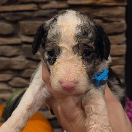 Cash-Male 3 - Blue merle male Aussiedoodle puppy in Mouth Of Wilson, Virginia from Holly Ridge Aussies, Aussiedoodles & Corgis